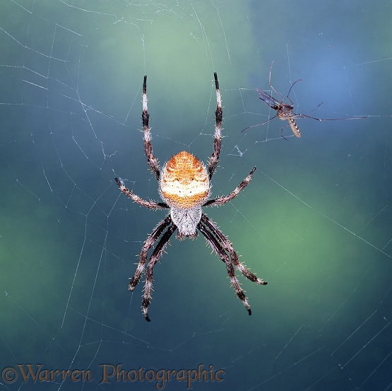 Orb-web Spider (Areneus species) being approached by a mosquito.  Australia