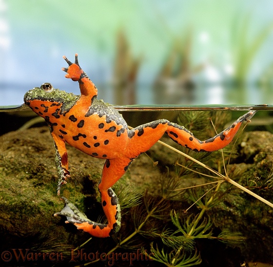 Oriental Fire-bellied Toad (Bombina orientalis) male, showing orange and black underparts