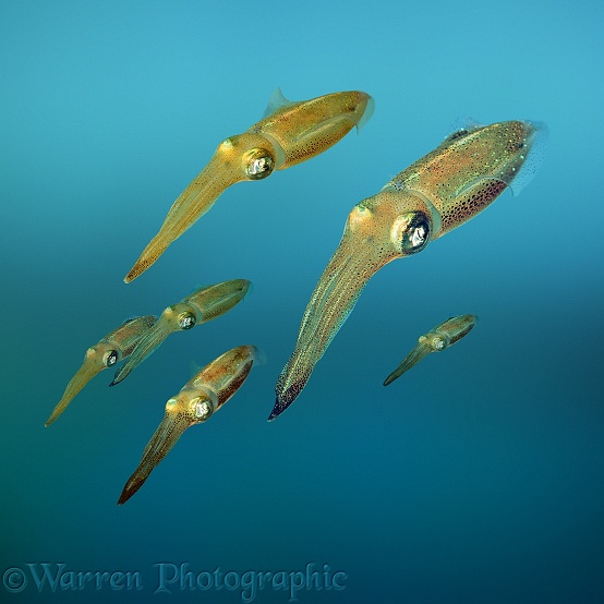 Caribbean Reef Squid (Sepioteuthis sepioidea)