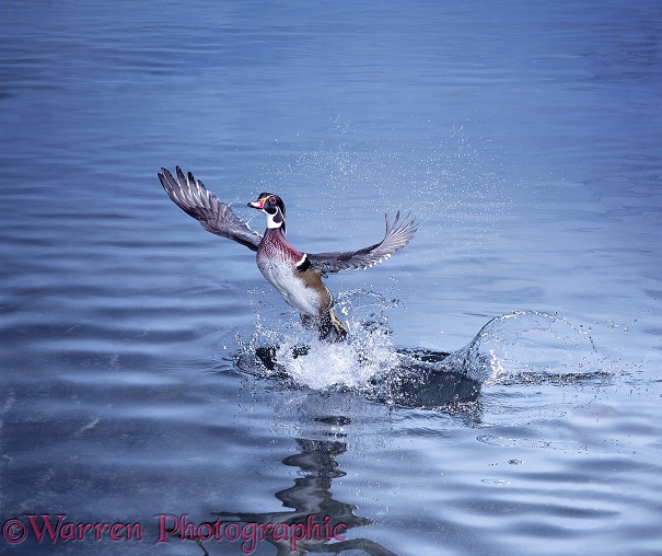 Wood Duck (Aix sponsa) taking off from from water