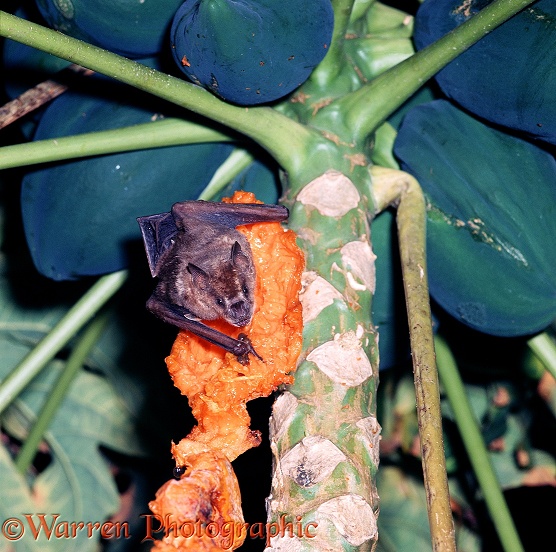 Fruit-eating Bat (unidentified) feeding on ripe paw-paw, Barbados.  West Indies