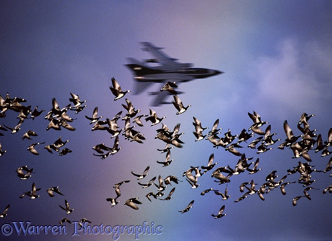 Barnacle Geese (Branta leucopsis) taking off at the sound of a passing jet