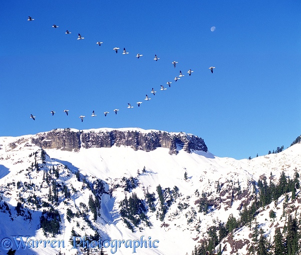 Snow Geese (Anser caerulescens) migrating past mountains in North America