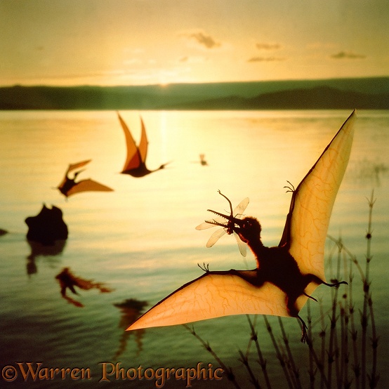 Small Pterosaurs (Pterodactylus). Wing span 25cm (10") catching dragonflies over a lake at dawn.  Upper Jurassic, Germany