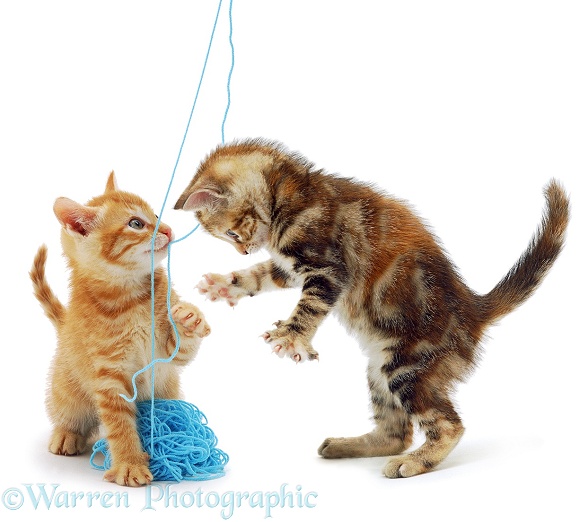 A ginger and a tortoiseshell kitten play with a ball of wool, white background