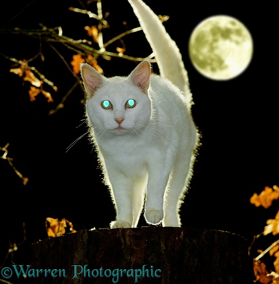 Eyes of white cat, Bella (Russian Blue-cross female) at night, showing blue reflection from the tapetum