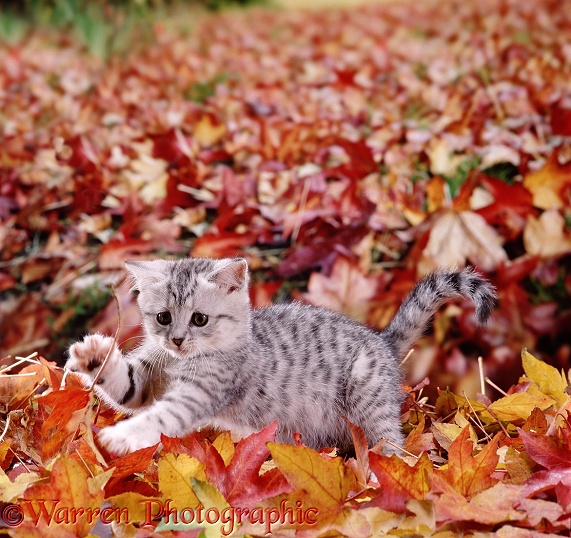 Silver tabby kitten playing among fallen leaves of liquid amber