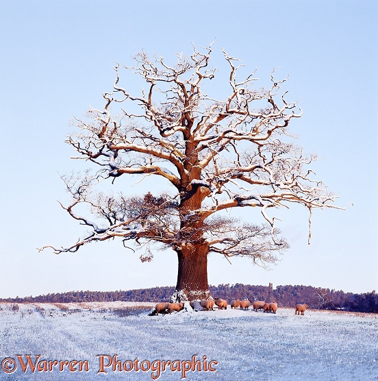 English Oak (Quercus robur) in winter snow with sheep huddled under it. Winter 2000.  Surrey, England