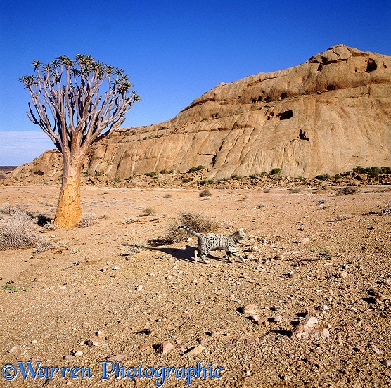 Tabby cat in the Namibian Desert