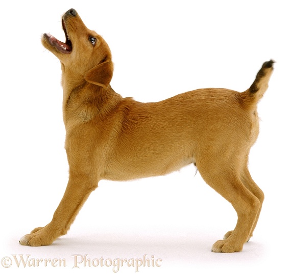 Lakeland Terrier x Border Collie pup, Joker, 12 weeks old, barking to have his toy thrown, white background