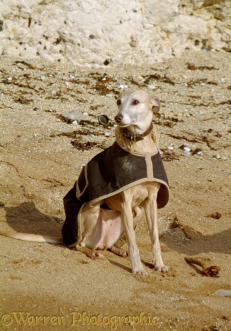 Whippet, Whisper, with a jacket on