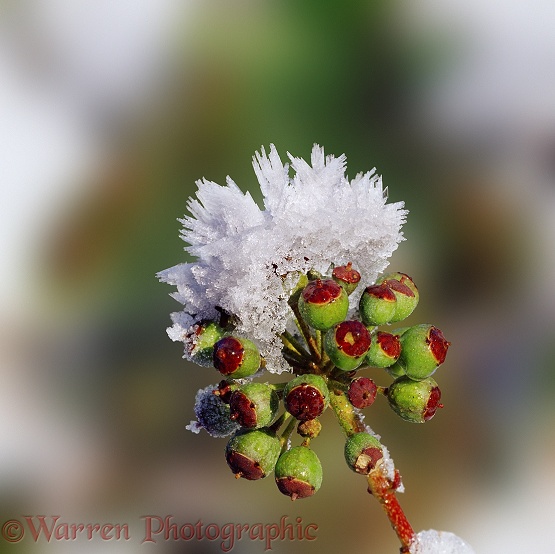 Frost crystals on Ivy (Hedera helix) seedhead.  Surrey, England