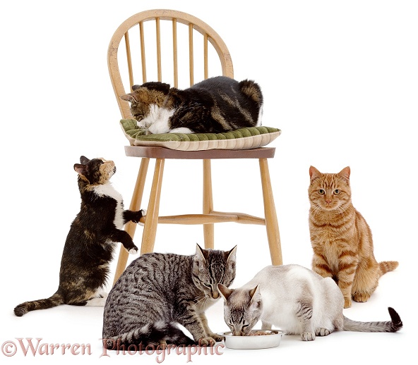 A collection of family cats (a multi-cat household), white background