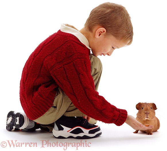 Daniel offering a bit of carrot to a young red smooth-haired Guinea pig, white background