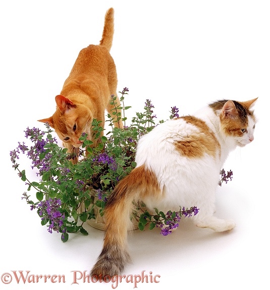 A couple of cats investigating a catmint / catnip plant, white background