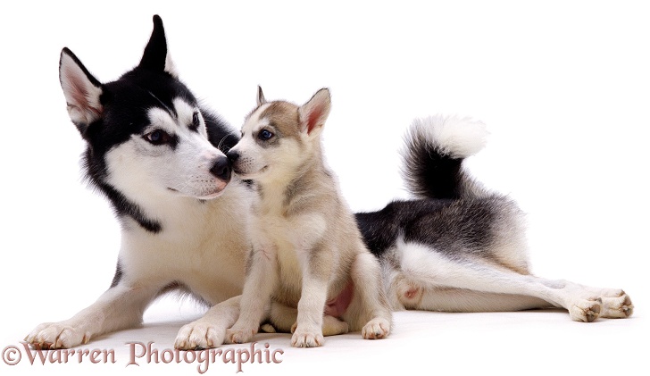 Siberian Husky dog, Ash, with one of his pups, 7 weeks old, white background
