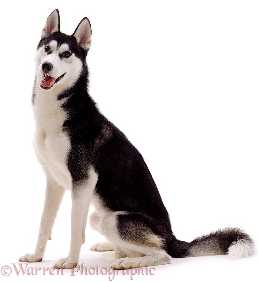 Siberian Husky dog, Ash, white background