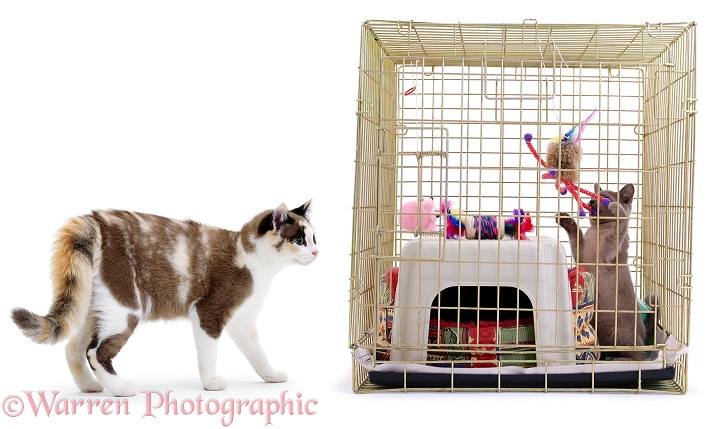A Burmese kitten in a safe pen, watched by slightly aggressive adult cat, white background