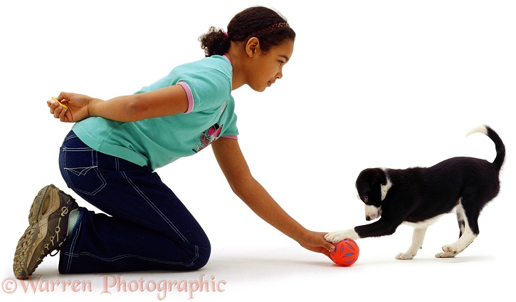 Girl, 11 years old, clicker-training black-and-white Border Collie puppy, Fly, 10 weeks old, white background