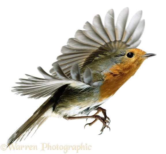 European Robin (Erithacus rubecula) taking off, white background