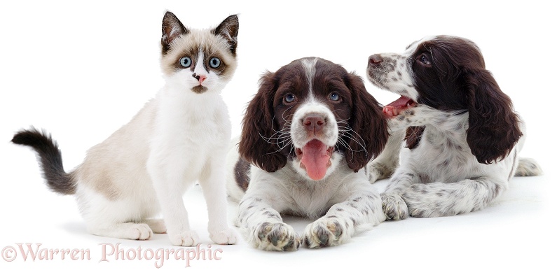 Snowshoe kitten, Eyebright, with English Springer Spaniel puppies, white background