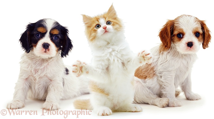 Cavalier King Charles Spaniel puppies, 8 weeks old, with ginger-and-white kitten, white background
