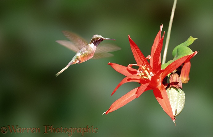 Hummingbird & red passion flower.  Costa Rica