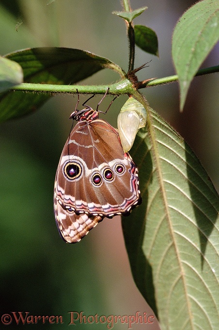 Newly emerged Morpho Butterfly (Morpho peleides).  Costa Rica