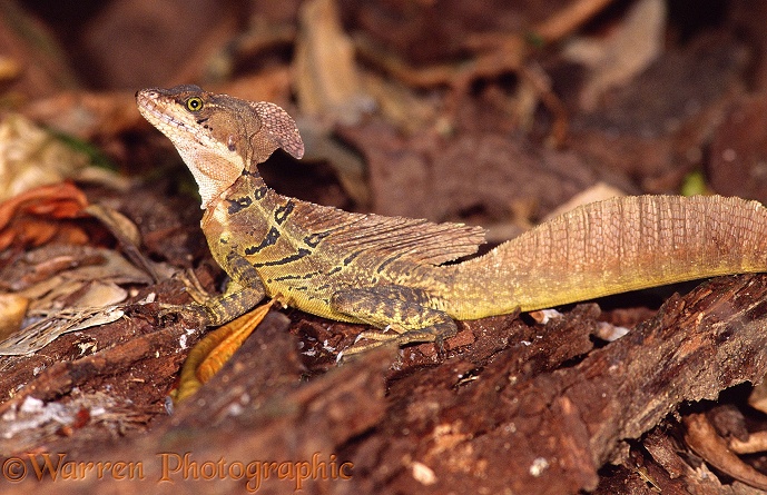 Brown Basilisk or Jesus Christ Lizard (Basiliscus basiliscus).  Central America