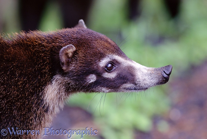 Coati (Nasua narica).  Central America