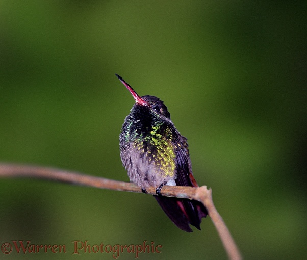 Resting Hummingbird.  Costa Rica