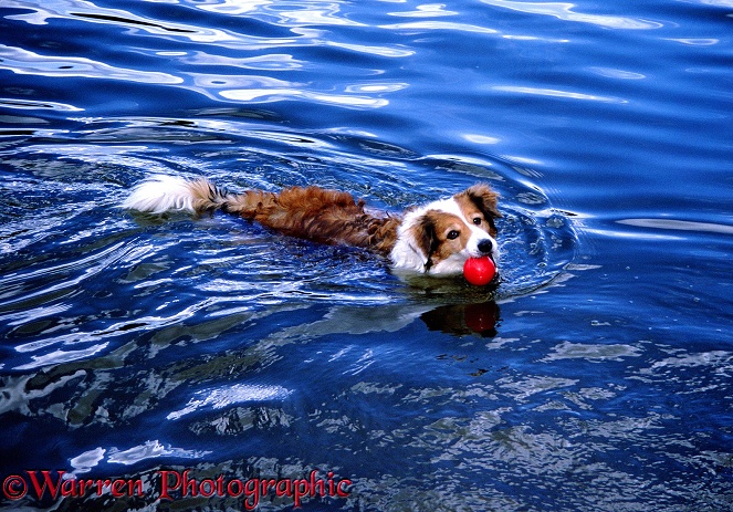 Border Collie, Tweed, swimming with a red ball