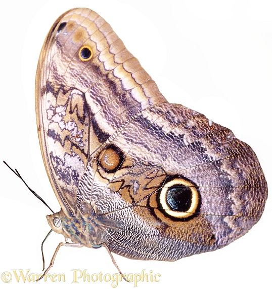 Owl Butterfly (Caligo species), white background