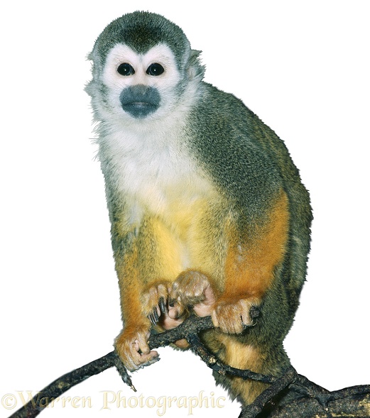 Squirrel Monkey (Saimiri sciureus), white background