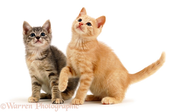 Two playful kittens, white background