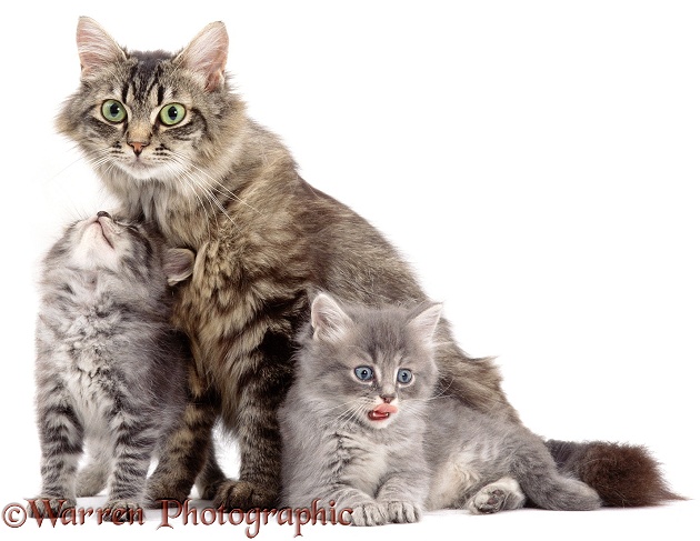 Two fluffy kittens with their mother, Mandy, white background