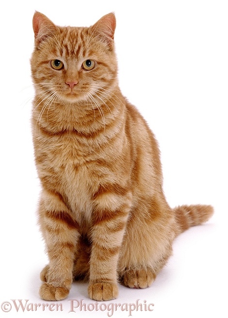Red tabby male cat, Georgie-Porgie, white background
