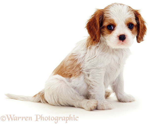 Blenheim Cavalier King Charles Spaniel pup, 8 weeks old, white background