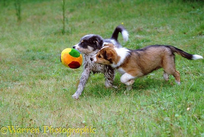 Border Collie puppies, Spex and April, playing with a fluffy ball