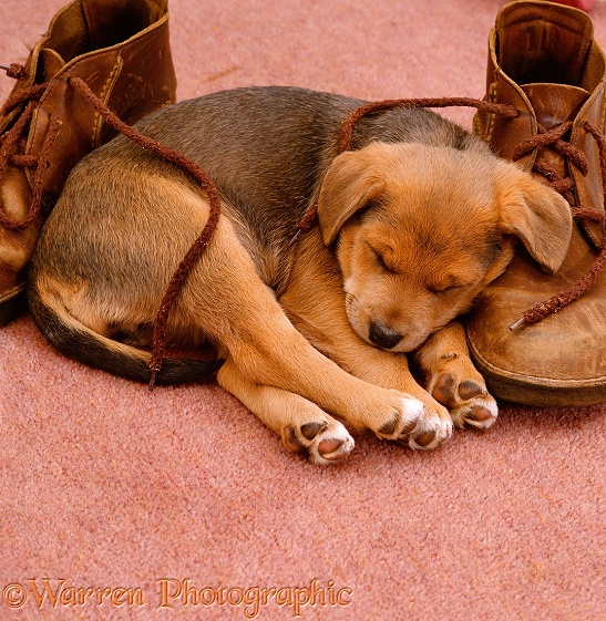 Lakeland Terrier x Border Collie, Holly, asleep on a pair of brown shoes