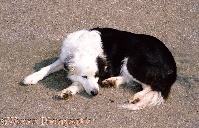 Border Collie, Patch, 12 years old, dozing in the sun