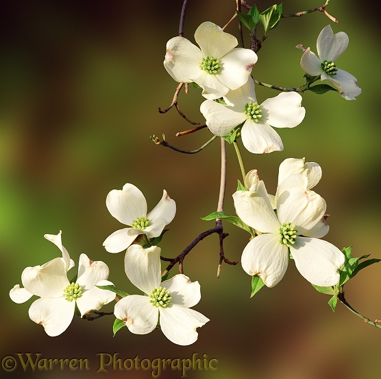 Flowering Dogwood (Cornus florida).  North America