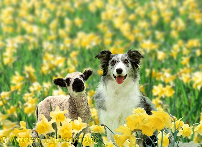 Blue Merle Collie, Misty, with a lamb among daffodils