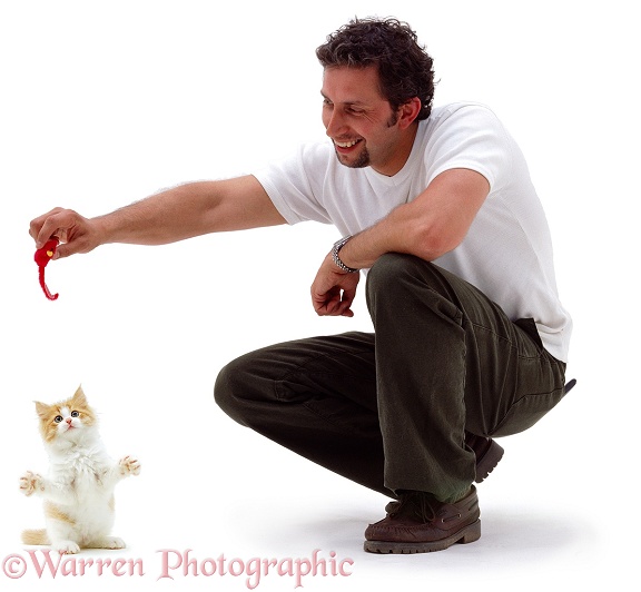Man playing with kitten, white background