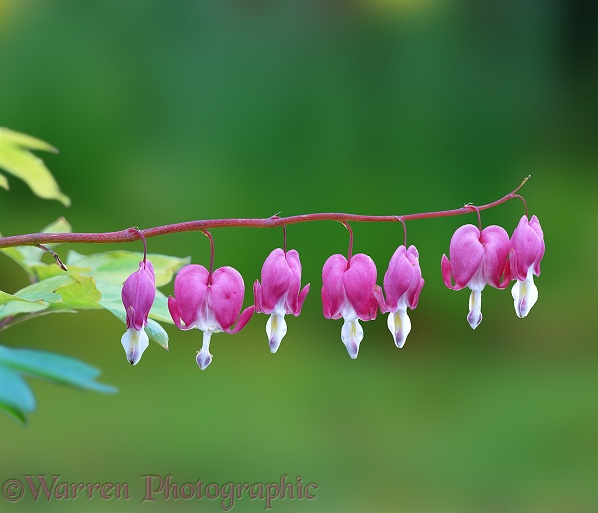 Pink Bleeding Heart or Dutchman's Trousers (Dicentra spectabilis)