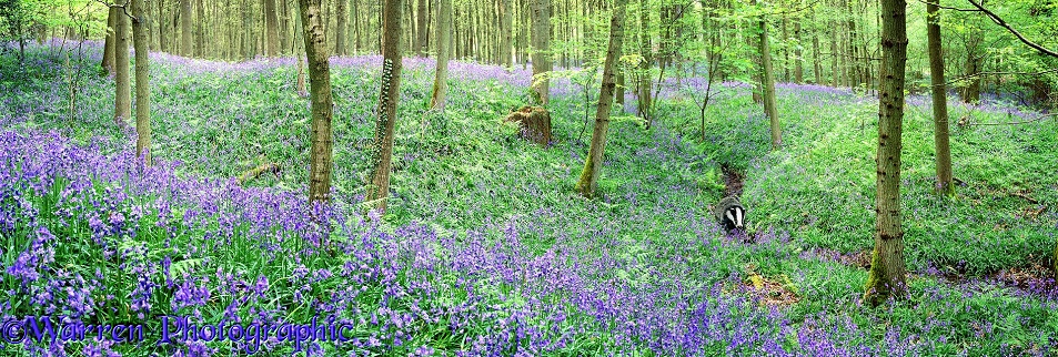 Bluebell woods panorama.  Surrey, England