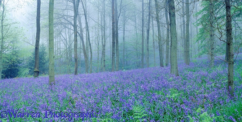 Misty woodland with Bluebells (Hyacinthoides non-scripta).  Surrey, England