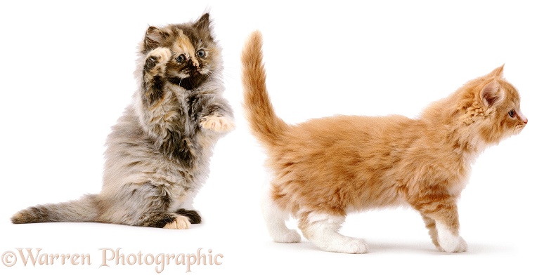 Funny kitten batting another's tail, white background