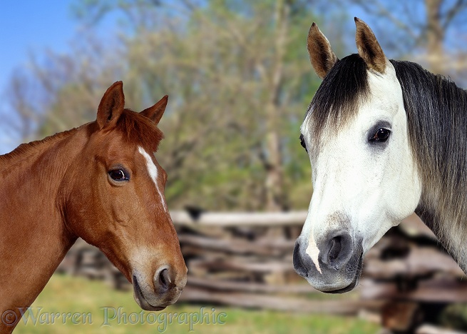 Grey Arab Stallion, Walter, and Chestnut Pony, Dolly, in Spring-time rural scene