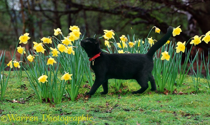 Young female black catten Kitty, 16 weeks old, in red collar with identity tag, investigating some daffodils